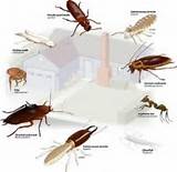Termite Pest Species Photos