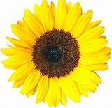 Sunflower Sticker Pictures