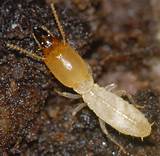 Termite Weight