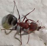 Photos of Florida Carpenter Ants