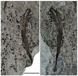 Unexplained Fossils Images