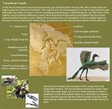 Transitional Fossils Pictures