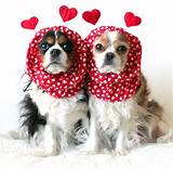 Photos of Dog Clothes Valentines Day
