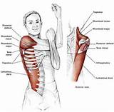 Pictures of Muscle Stretching Exercises