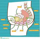 Does Pelvic Floor Exercises Help A Prolapse Pictures