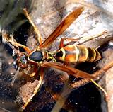 Northern Paper Wasp Pictures