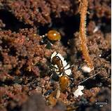 Carpenter Ants New Zealand Photos