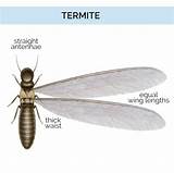 Termite Drawing Images