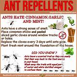 Photos of Ant Repellent