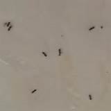 Pictures of Termite Treatment Pregnancy