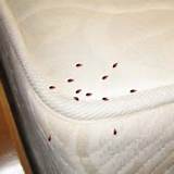 Pictures of Car Treatment For Bed Bugs