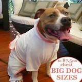 Pitbull Dog Clothes Photos