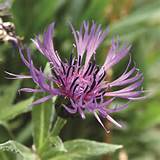 Purple Thistle Type Flower