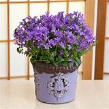 Purple Potted Flowers Photos