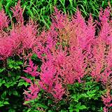 Shade Perennial Flowers Colorado