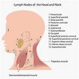 Pictures of What Is A Lymph Node Doctor Called