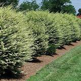 Cheap Fast Growing Privacy Bushes Pictures