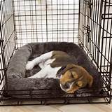 Images of Crate Training A Puppy