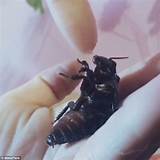 Photos of Pet Cockroach