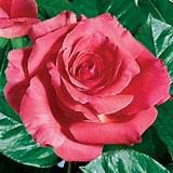 Images of Climbing Roses Sale