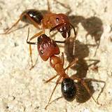 Photos of Massey Termite Reviews