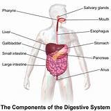 Pictures of Digestive System Of Cockroach