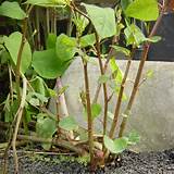 Japanese Knotweed Insect Control Images