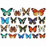 Photos of Butterflies Stickers