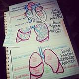 Medical School Notes