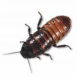 Photos of Madagascar Hissing Cockroach