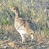 South Dakota Pheasant Hunting License Non Resident Pictures