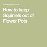 Images of Keep Squirrels Out Of Flower Pots