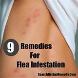 Images of Flea Infestation Home Remedies
