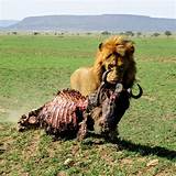 Pictures of Serengeti National Park Safari