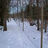 Pictures of Deer Friendly Fencing