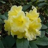 Photos of Rhododendron Yellow Flowers