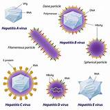 Photos of Hep C Genotype 1a Treatment