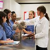 Pictures of Veterinary Schools Online Degrees