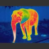Pictures of Effects Infrared Heat