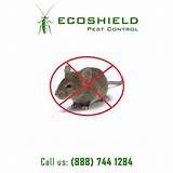 Ecoshield Pest Control Pictures