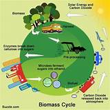 Biomass Is It Renewable Photos