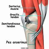 Sartorius Muscle Injury Exercises Images