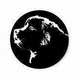 Images of Newfoundland Dog Stickers