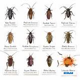 Ecolab Pest Control Photos