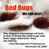 Effective Way To Kill Bed Bugs Images