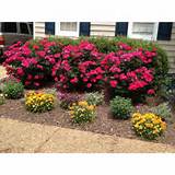 Photos of Front Yard Landscaping With Knockout Roses