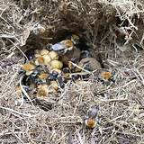Bees Nest In Roof Eaves Photos