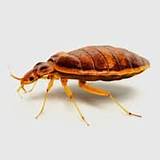 Pictures of Bed Bug Treatment Virginia