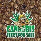 Marijuana Seeds For Sale In Maine Images