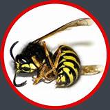 Wasp Removal Service Cost